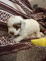 Maverick, a male Miniature Goldendoodle for sale in Kansas City, MO – Photo 2 of 2