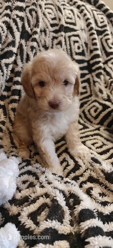 Pearl – Miniature Goldendoodle puppy for sale in Kansas City, MO
