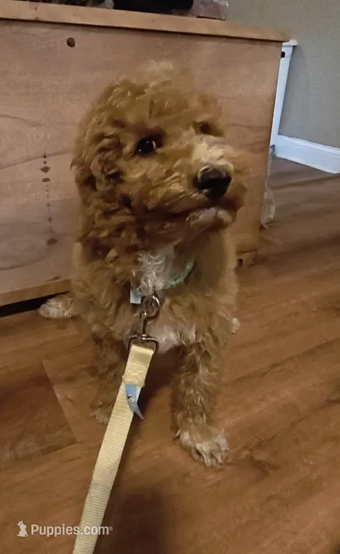 Mario – Miniature Goldendoodle puppy for sale in Kansas City, MO