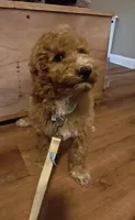 Mario, a male Miniature Goldendoodle for sale in Kansas City, MO – 1 of 8