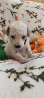 Madeline , a female Miniature Goldendoodle for sale in Kansas City, MO – 6 of 6