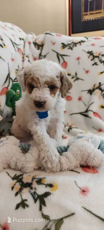 Merlin – Miniature Goldendoodle puppy for sale in Kansas City, MO