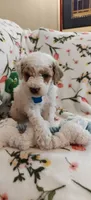 Merlin, a male Miniature Goldendoodle for sale in Kansas City, MO – 1 of 5