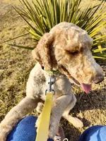 Morgan, a female Miniature Goldendoodle for sale in Kansas City, MO – Photo 7 of 7
