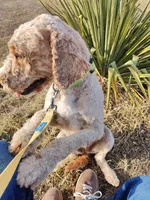 Morgan, a female Miniature Goldendoodle for sale in Kansas City, MO – Photo 2 of 7