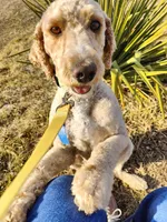 Morgan, a female Miniature Goldendoodle for sale in Kansas City, MO – Photo 4 of 7