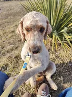 Morgan, a female Miniature Goldendoodle for sale in Kansas City, MO – Photo 1 of 7