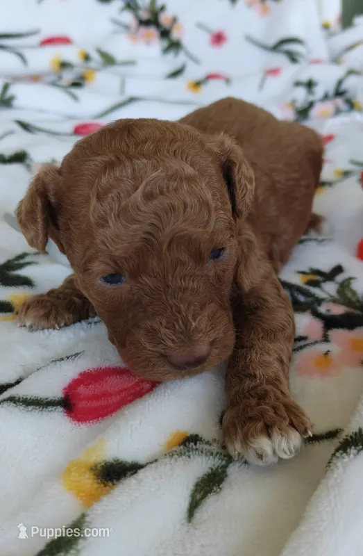 Marley – Miniature Goldendoodle puppy for sale in Kansas City, MO