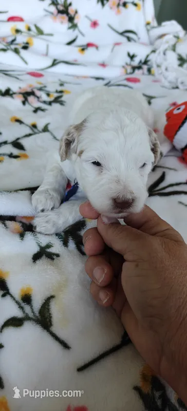 Penelope – Miniature Goldendoodle puppy for sale in Kansas City, MO