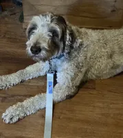 Piper , a female Miniature Goldendoodle for sale in Kansas City, MO – 3 of 5