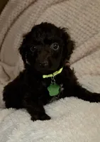 Rowe, a male Miniature Goldendoodle for sale in Kansas City, MO – 4 of 5