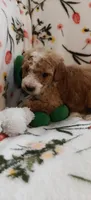 Mary, a female Miniature Goldendoodle for sale in Kansas City, MO – 4 of 6
