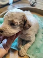 Marley, a male Miniature Goldendoodle for sale in Kansas City, MO – Photo 4 of 4