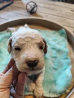 Marley, a male Miniature Goldendoodle for sale in Kansas City, MO – Photo 3 of 4