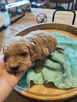 Leo, a male Miniature Goldendoodle for sale in Kansas City, MO – Photo 1 of 5