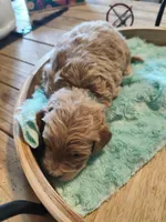 Leo, a male Miniature Goldendoodle for sale in Kansas City, MO – Photo 4 of 5