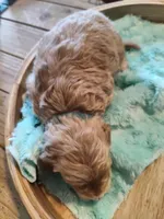 Leo, a male Miniature Goldendoodle for sale in Kansas City, MO – Photo 5 of 5