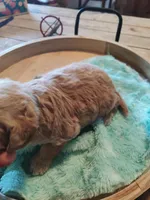 Leo, a male Miniature Goldendoodle for sale in Kansas City, MO – Photo 3 of 5