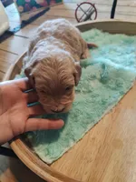 Leo, a male Miniature Goldendoodle for sale in Kansas City, MO – Photo 2 of 5