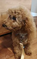 Mickey, a male Miniature Goldendoodle for sale in Kansas City, MO – 2 of 6