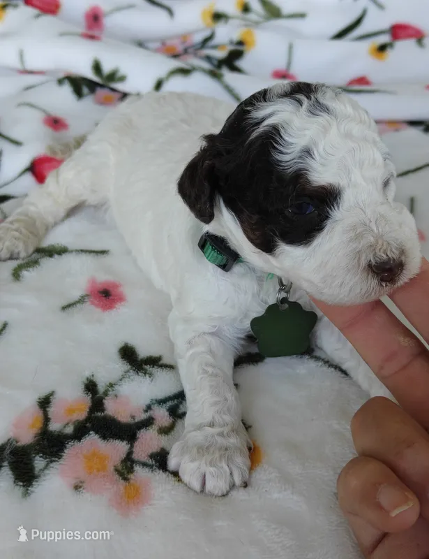 Pico – Miniature Goldendoodle puppy for sale in Kansas City, MO