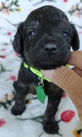 Paris, a female Miniature Goldendoodle for sale in Kansas City, MO – 4 of 6