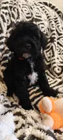 Pete, a male Miniature Goldendoodle for sale in Kansas City, MO – 4 of 6
