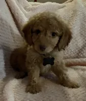 Rex, a male Miniature Goldendoodle for sale in Kansas City, MO – 2 of 5