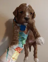 Mario, a male Miniature Goldendoodle for sale in Kansas City, MO – 3 of 4