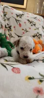 Madeline , a female Miniature Goldendoodle for sale in Kansas City, MO – 2 of 6