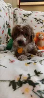 May, a female Miniature Goldendoodle for sale in Kansas City, MO – 2 of 5