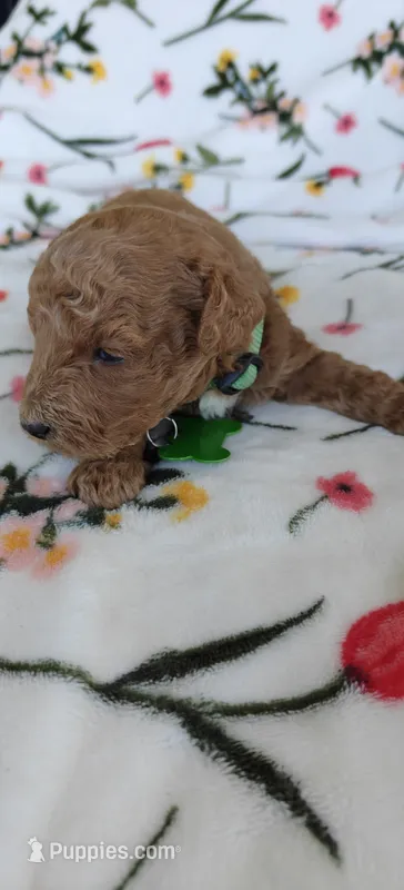 Maggie – Miniature Goldendoodle puppy for sale in Kansas City, MO