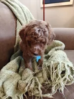 Mario, a male Miniature Goldendoodle for sale in Kansas City, MO – 2 of 5