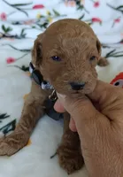 Mark, a male Miniature Goldendoodle for sale in Kansas City, MO – 1 of 4