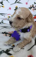 Mikki, a female Miniature Goldendoodle for sale in Kansas City, MO – 5 of 5