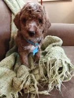 Mario, a male Miniature Goldendoodle for sale in Kansas City, MO – 5 of 5