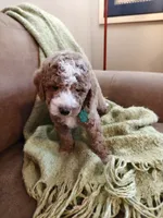 Mason, a male Miniature Goldendoodle for sale in Kansas City, MO – 5 of 6