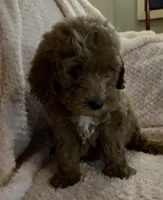 Opal, a female Miniature Goldendoodle for sale in Kansas City, MO – 3 of 6