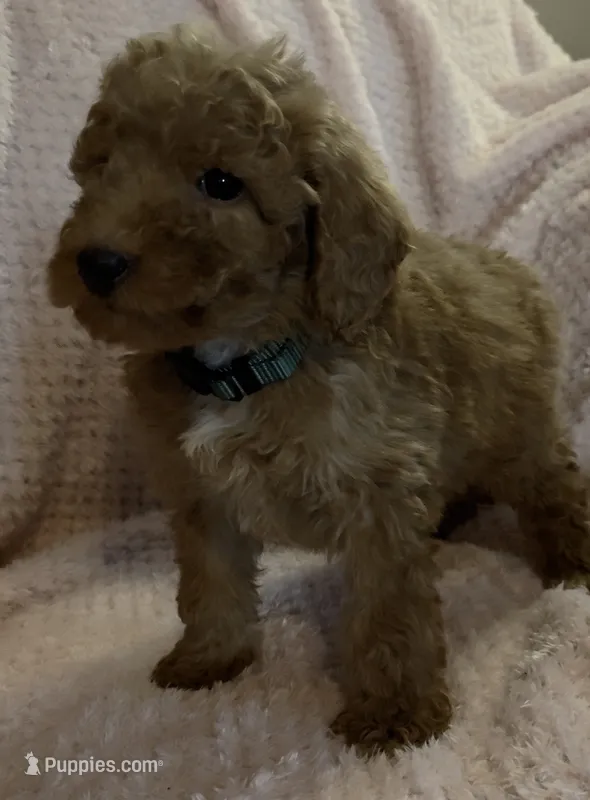 Roman – Miniature Goldendoodle puppy for sale in Kansas City, MO