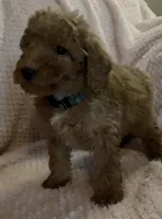 Roman, a male Miniature Goldendoodle for sale in Kansas City, MO – 1 of 5