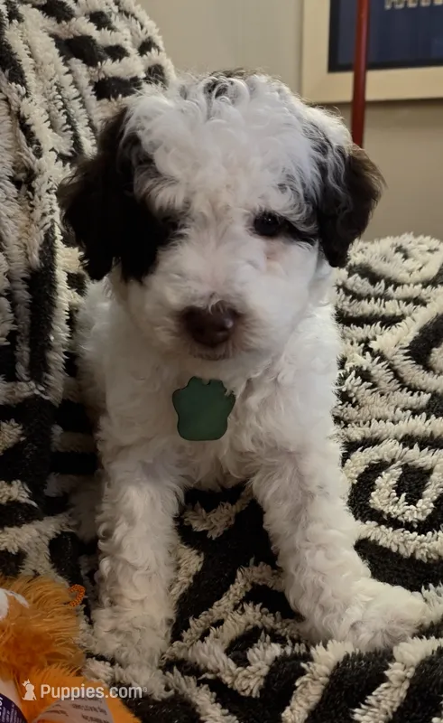 Pico – Miniature Goldendoodle puppy for sale in Kansas City, MO