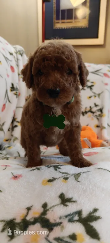 Maggie – Miniature Goldendoodle puppy for sale in Kansas City, MO