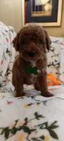 Maggie, a female Miniature Goldendoodle for sale in Kansas City, MO – 1 of 5