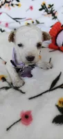 Madeline , a female Miniature Goldendoodle for sale in Kansas City, MO – 3 of 4