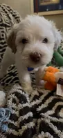 Penelope, a female Miniature Goldendoodle for sale in Kansas City, MO – 8 of 9