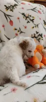 Madeline , a female Miniature Goldendoodle for sale in Kansas City, MO – 4 of 6