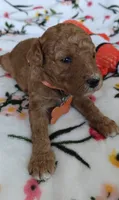 Margot, a female Miniature Goldendoodle for sale in Kansas City, MO – 3 of 5