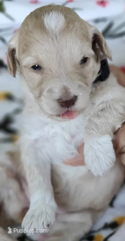 Pearl – Miniature Goldendoodle puppy for sale in Kansas City, MO