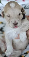 Pearl, a female Miniature Goldendoodle for sale in Kansas City, MO – 1 of 5