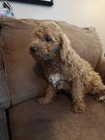 Merlin, a male Miniature Goldendoodle for sale in Kansas City, MO – 4 of 6